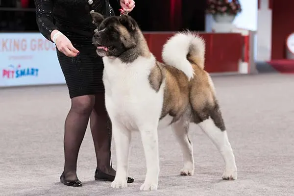 آکیتا (Akita)