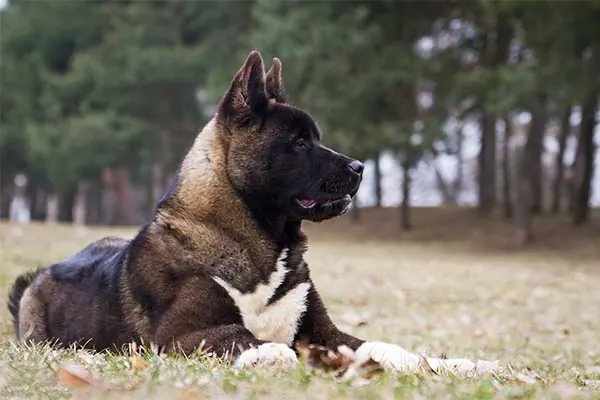 گالری تاریخچه آکیتا (Akita)
