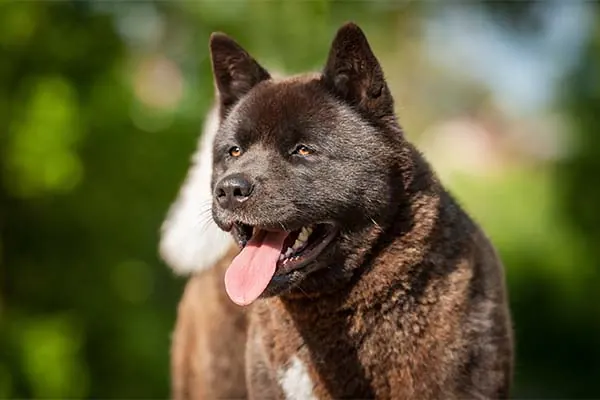 گالری تاریخچه آکیتا (Akita)