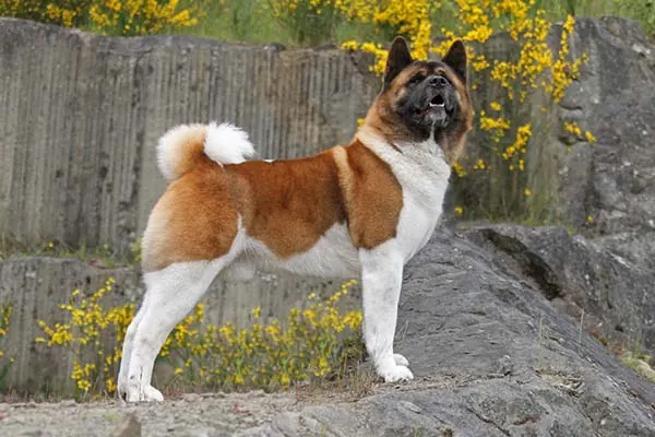 گالری تاریخچه آکیتا (Akita)