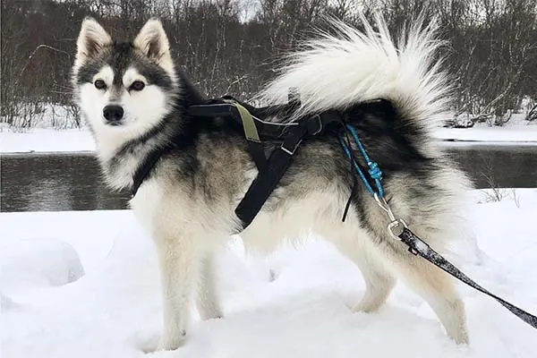 آلاسکن کلی کای (Alaskan Klee Kai)
