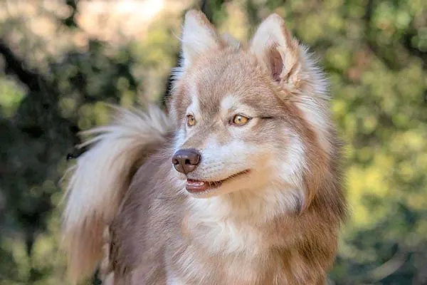 Alaskan Klee Kai