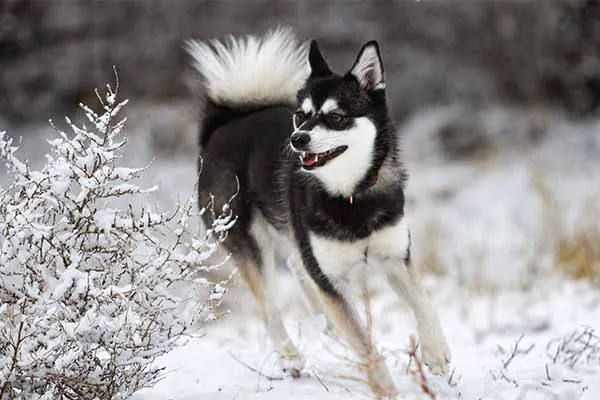 آلاسکن کلی کای (Alaskan Klee Kai)