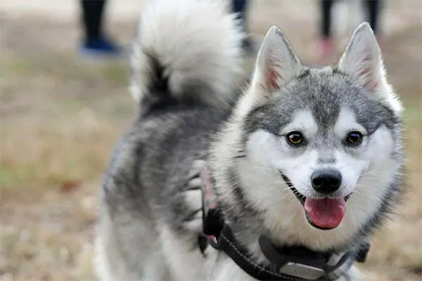 گالری تاریخچه آلاسکن کلی کای (Alaskan Klee Kai)