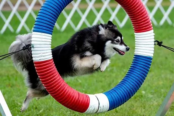 گالری تاریخچه آلاسکن کلی کای (Alaskan Klee Kai)