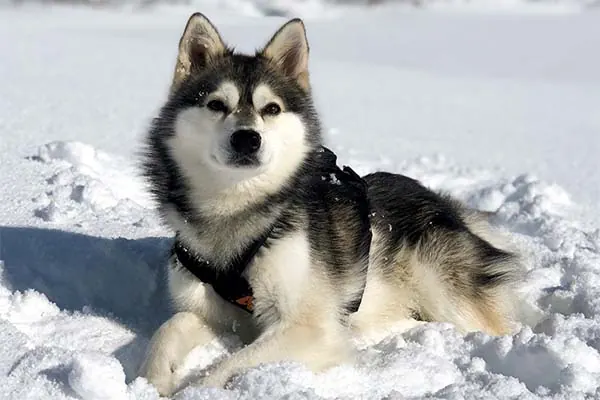 گالری تاریخچه آلاسکن کلی کای (Alaskan Klee Kai)