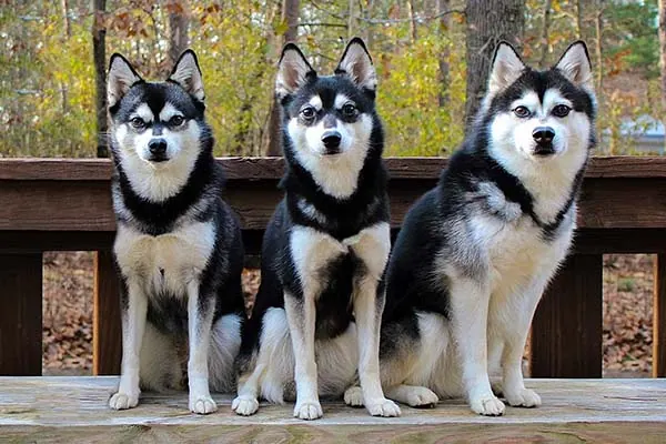 گالری تاریخچه آلاسکن کلی کای (Alaskan Klee Kai)
