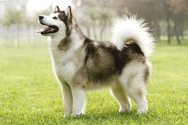 آلاسکن مالاموت (Alaskan Malamute)