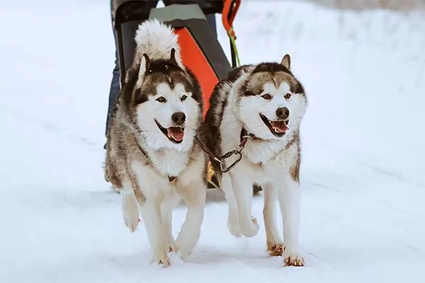Alaskan Malamute