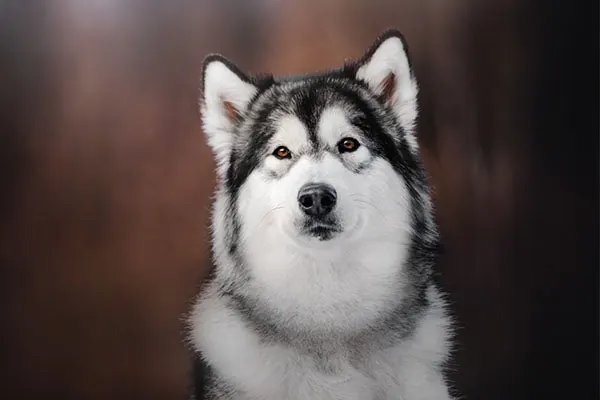 آلاسکن مالاموت (Alaskan Malamute)