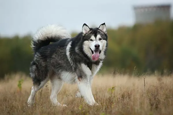 گالری تاریخچه آلاسکن مالاموت (Alaskan Malamute)