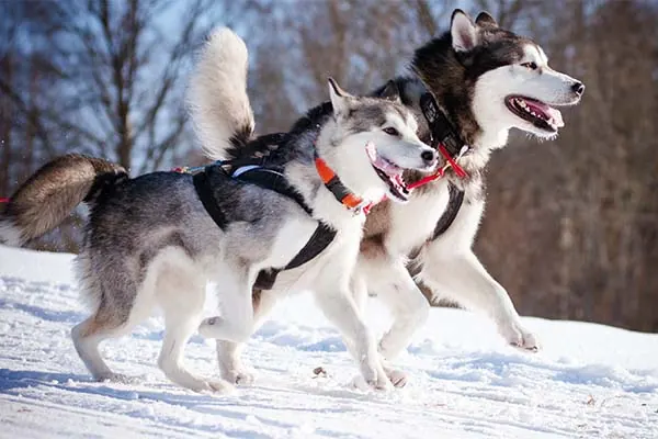 گالری تاریخچه آلاسکن مالاموت (Alaskan Malamute)