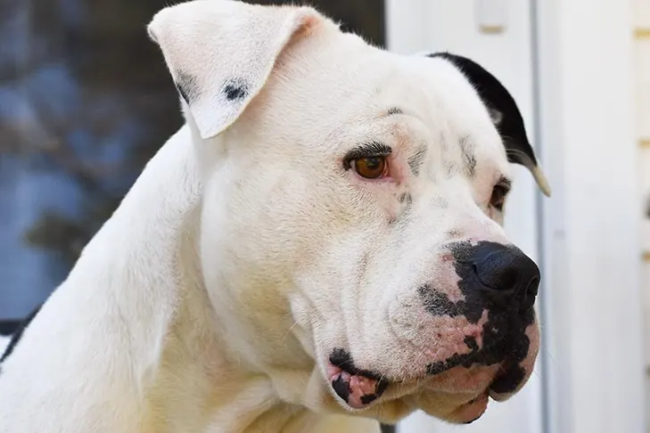 American Bulldog