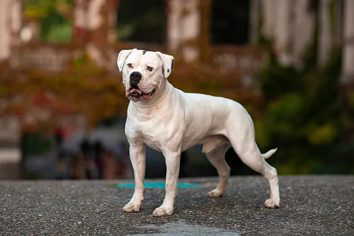 آمریکن بولداگ (American Bulldog)