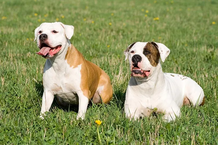 گالری تاریخچه آمریکن بولداگ (American Bulldog)
