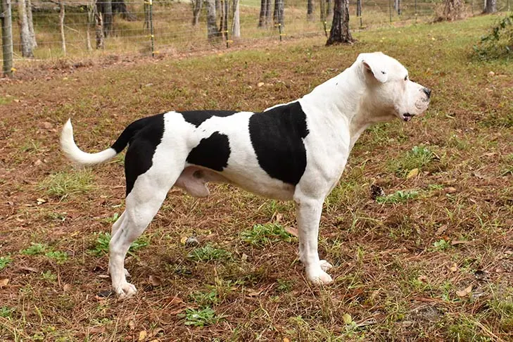 گالری تاریخچه آمریکن بولداگ (American Bulldog)