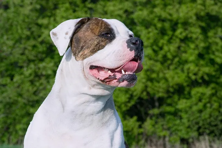 گالری تاریخچه آمریکن بولداگ (American Bulldog)