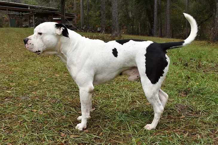 گالری تاریخچه آمریکن بولداگ (American Bulldog)