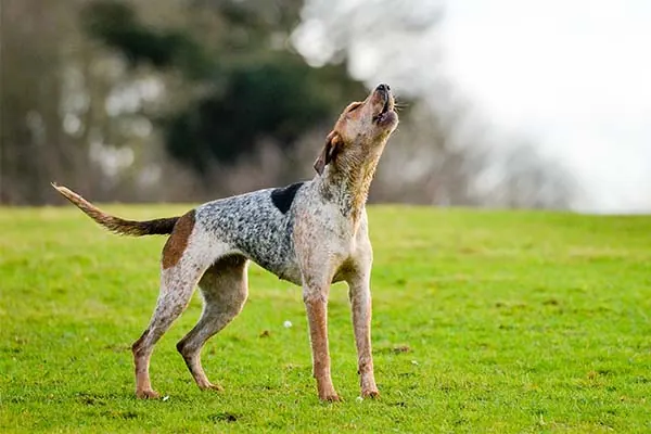 کونهوند انگلیسی آمریکایی (American English Coonhound)