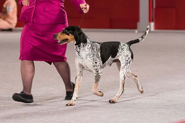 American English Coonhound