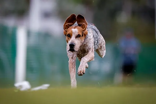 کونهوند انگلیسی آمریکایی (American English Coonhound)