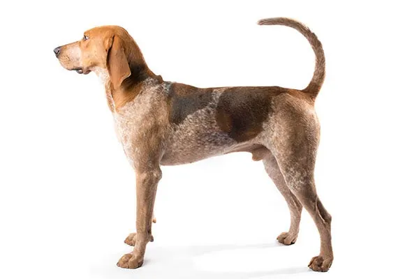 گالری تاریخچه کونهوند انگلیسی آمریکایی (American English Coonhound)