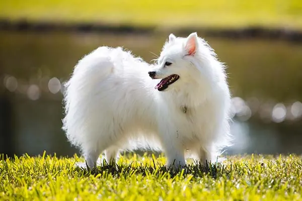 اسکیمو آمریکایی (American Eskimo Dog)