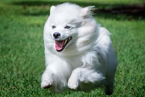 American Eskimo Dog