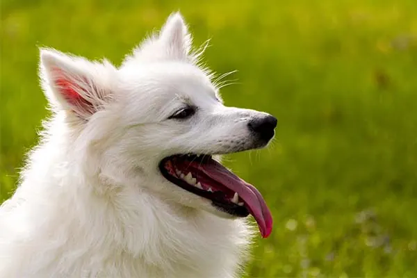 اسکیمو آمریکایی (American Eskimo Dog)