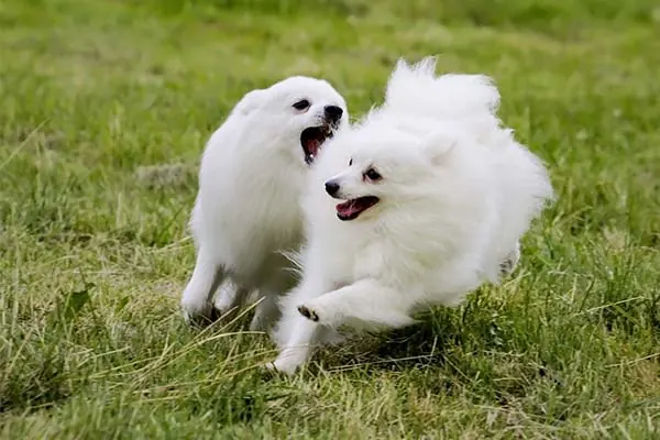 گالری تاریخچه اسکیمو آمریکایی (American Eskimo Dog)