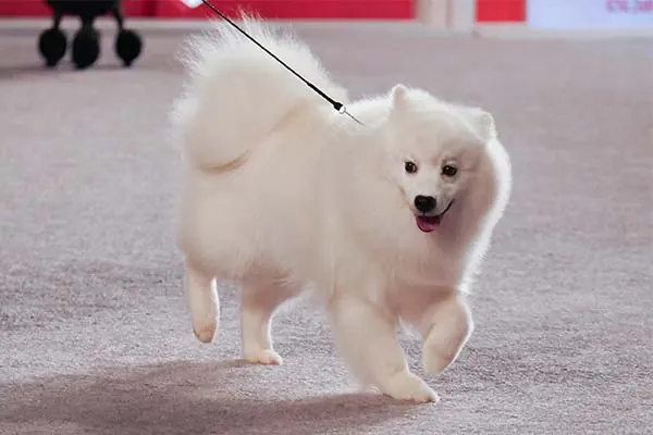 گالری تاریخچه اسکیمو آمریکایی (American Eskimo Dog)