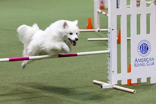 گالری تاریخچه اسکیمو آمریکایی (American Eskimo Dog)