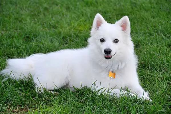 گالری تاریخچه اسکیمو آمریکایی (American Eskimo Dog)