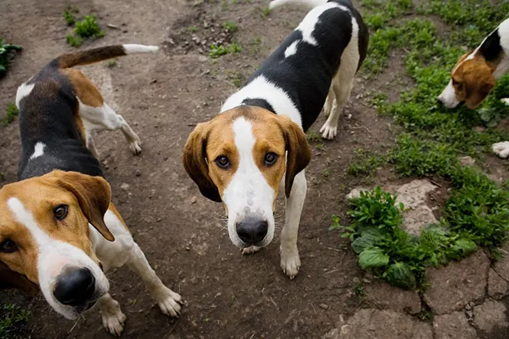 فاکس‌هوند آمریکایی (American Foxhound)