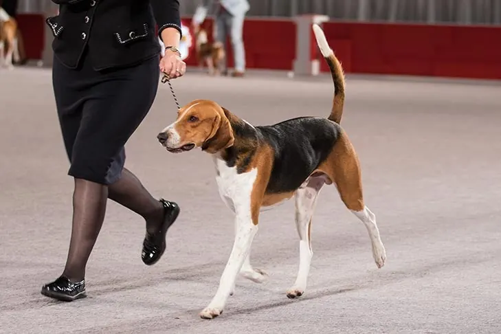 American Foxhound
