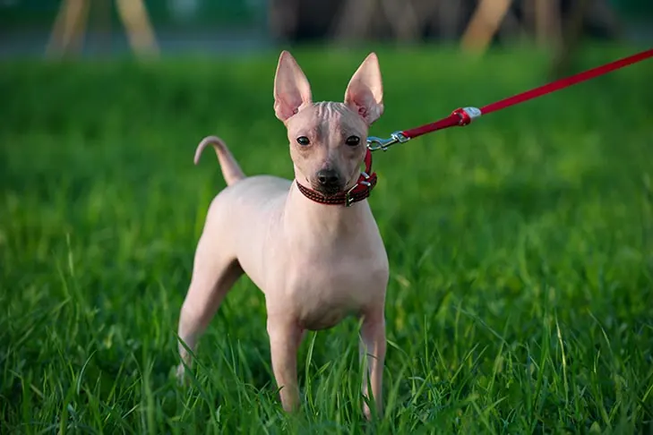 تریر بدون مو آمریکایی (American Hairless Terrier)