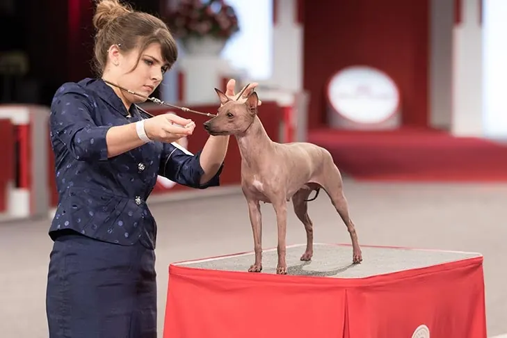 American Hairless Terrier