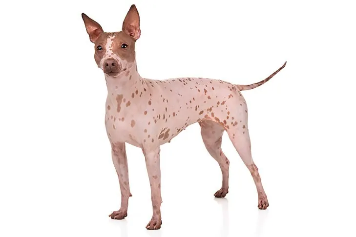 تریر بدون مو آمریکایی (American Hairless Terrier)