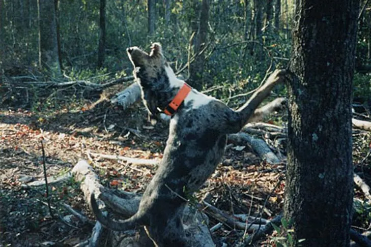 هاند پلنگی آمریکایی (American Leopard Hound)