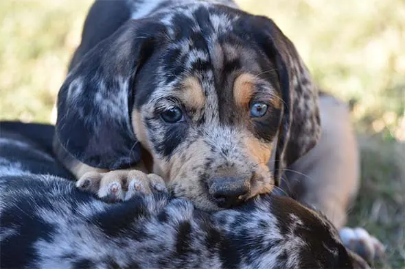 هاند پلنگی آمریکایی (American Leopard Hound)