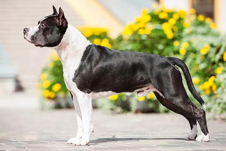 آمریکن استافوردشایر تریر (American Staffordshire Terrier)
