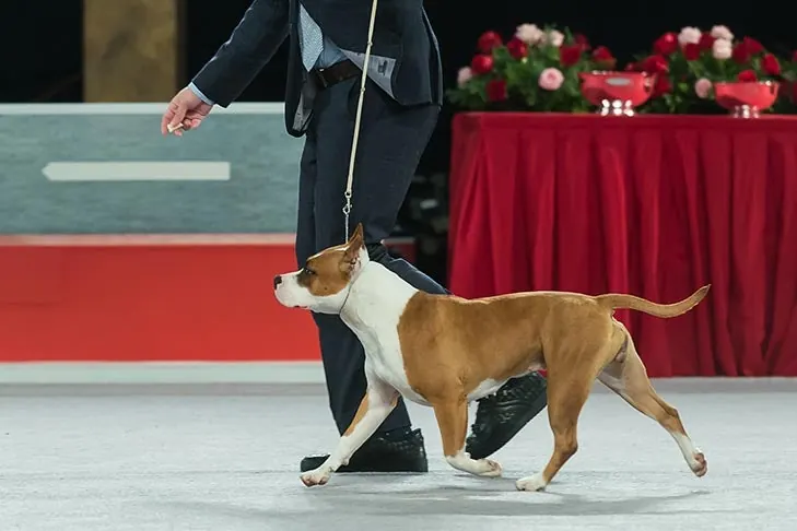 American Staffordshire Terrier