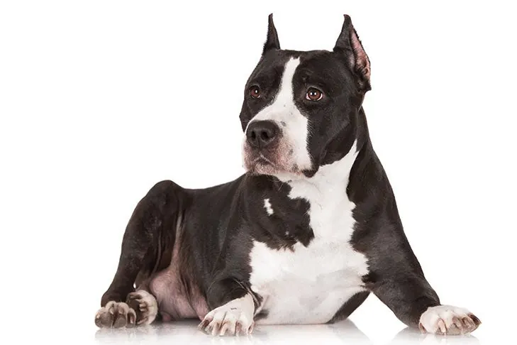 گالری تاریخچه آمریکن استافوردشایر تریر (American Staffordshire Terrier)