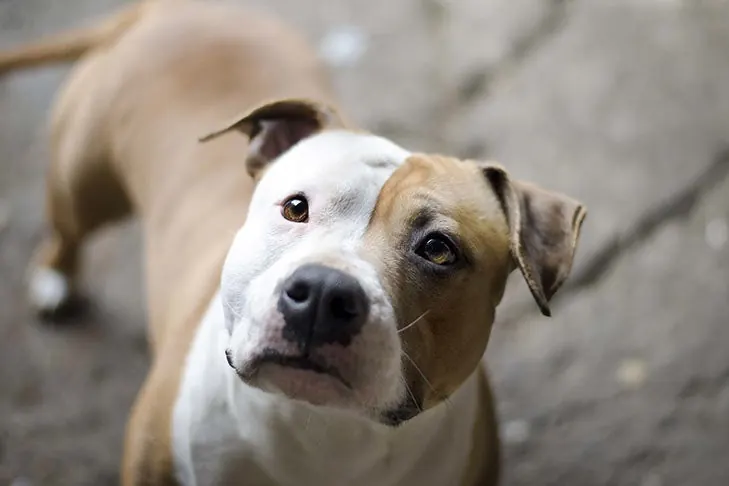 گالری تاریخچه آمریکن استافوردشایر تریر (American Staffordshire Terrier)