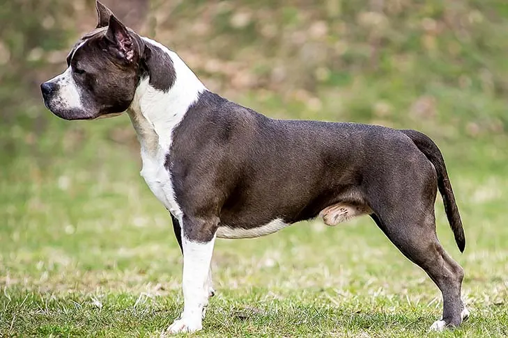 گالری تاریخچه آمریکن استافوردشایر تریر (American Staffordshire Terrier)