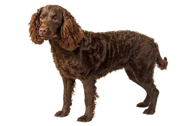 اسپانیل آبی آمریکایی (American Water Spaniel)