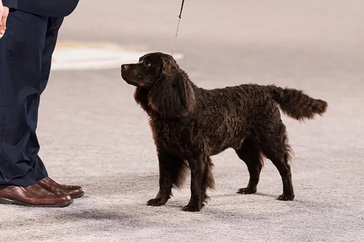 American Water Spaniel