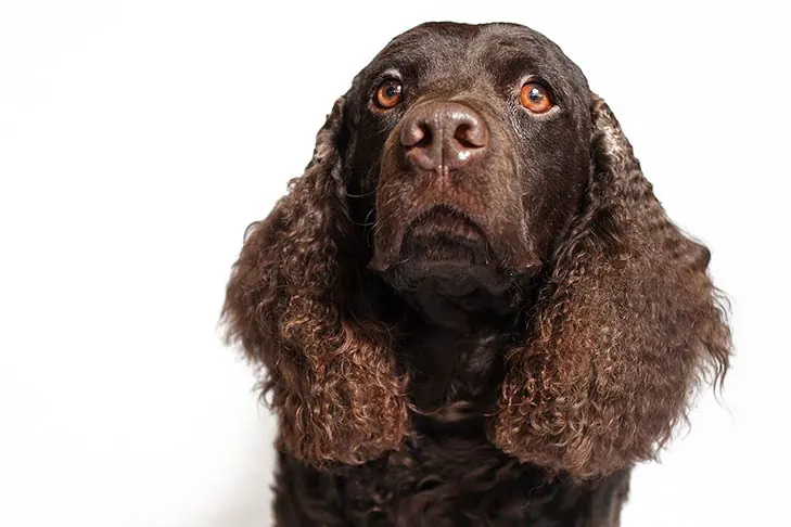 اسپانیل آبی آمریکایی (American Water Spaniel)