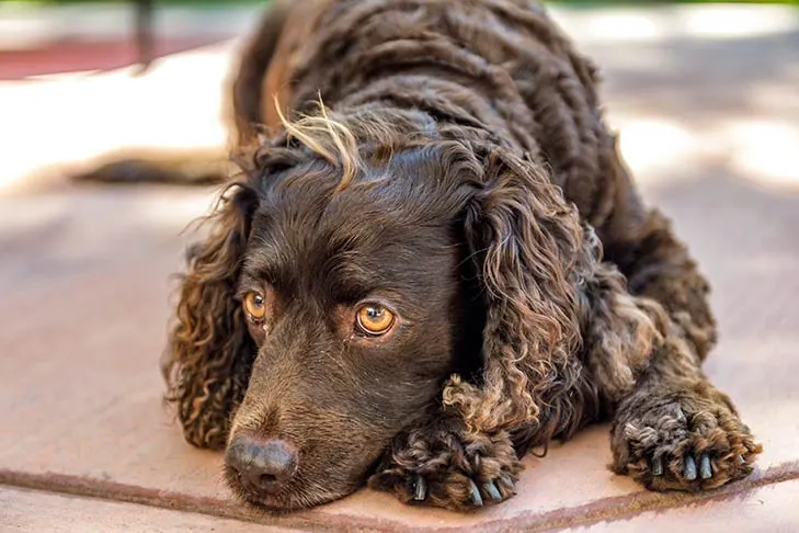 گالری تاریخچه اسپانیل آبی آمریکایی (American Water Spaniel)