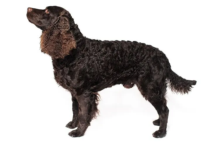 گالری تاریخچه اسپانیل آبی آمریکایی (American Water Spaniel)